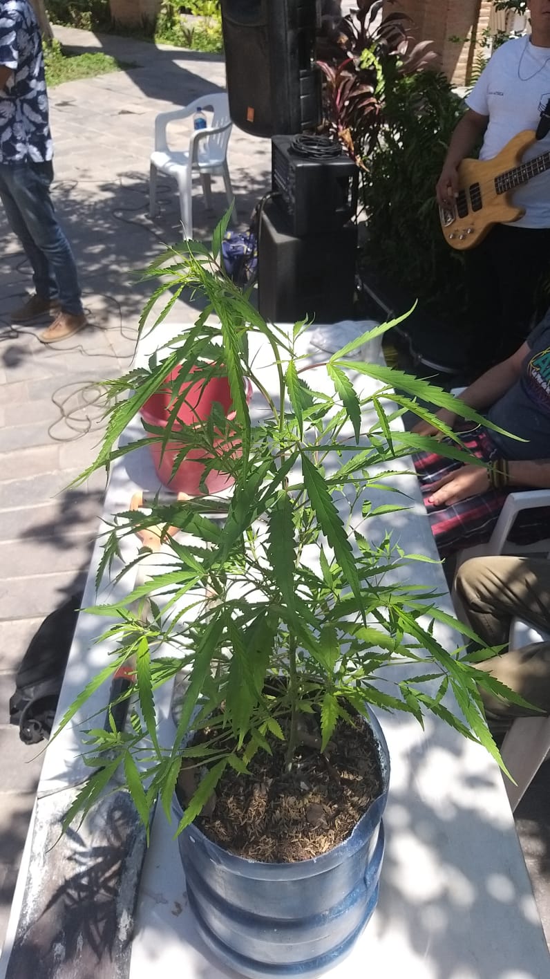 Avanza cultivo de cannabis en Tetecala