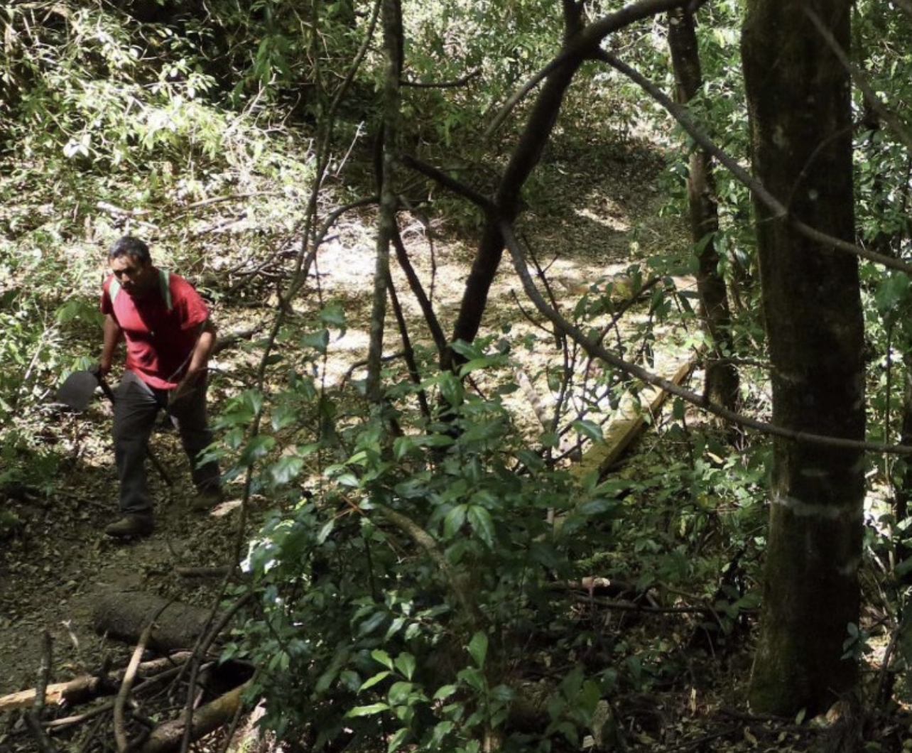 Invaluable, el daño a bosques morelenses por tala clandestina: SEMARNAT