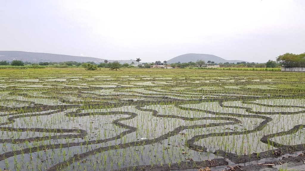 Por falta de agua, disminuye superficie de cultivo de arroz en la zona poniente de Morelos 
