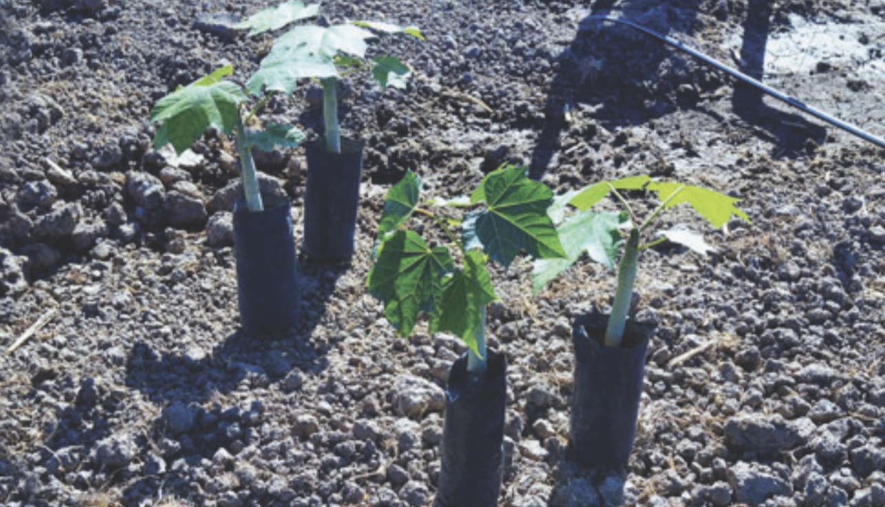 La jatrofa, alternativa para producir en terrenos ociosos de Xoxocotla 