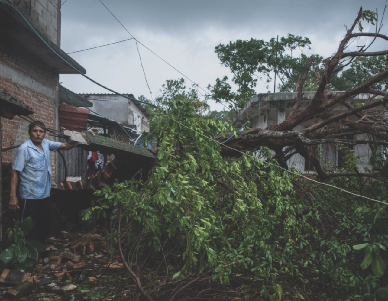 Detecta ayuntamiento de Cuernavaca árboles a punto de colapsar 
