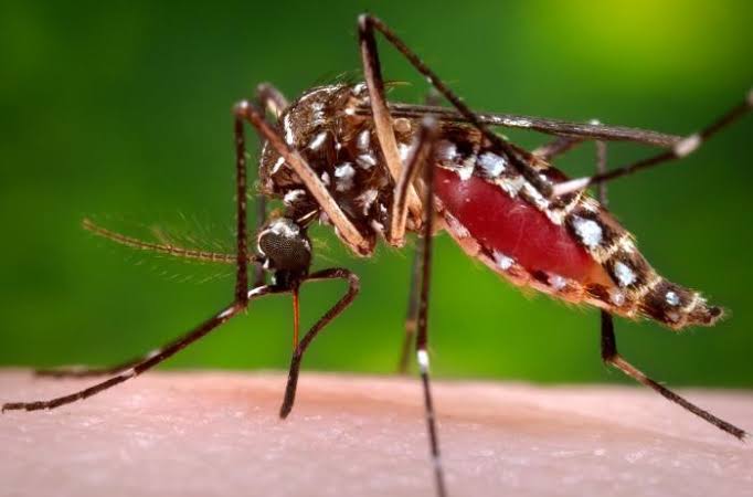 Brotes de dengue provocan ausentismo laboral y estudiantil