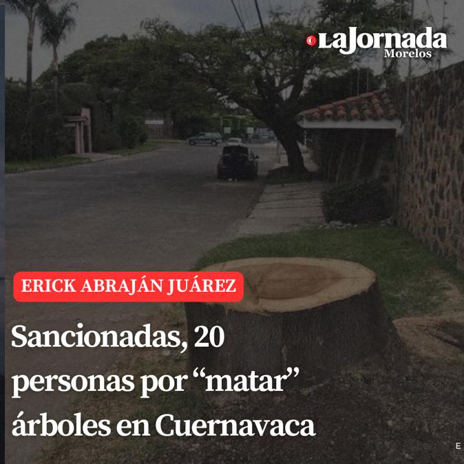 Sancionadas, 20 personas por “matar” árboles en Cuernavaca