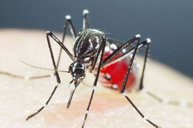 Tres colonias de Cuernavaca, con alta incidencia de dengue