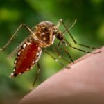 Continúa el incremento de casos de dengue en Morelos