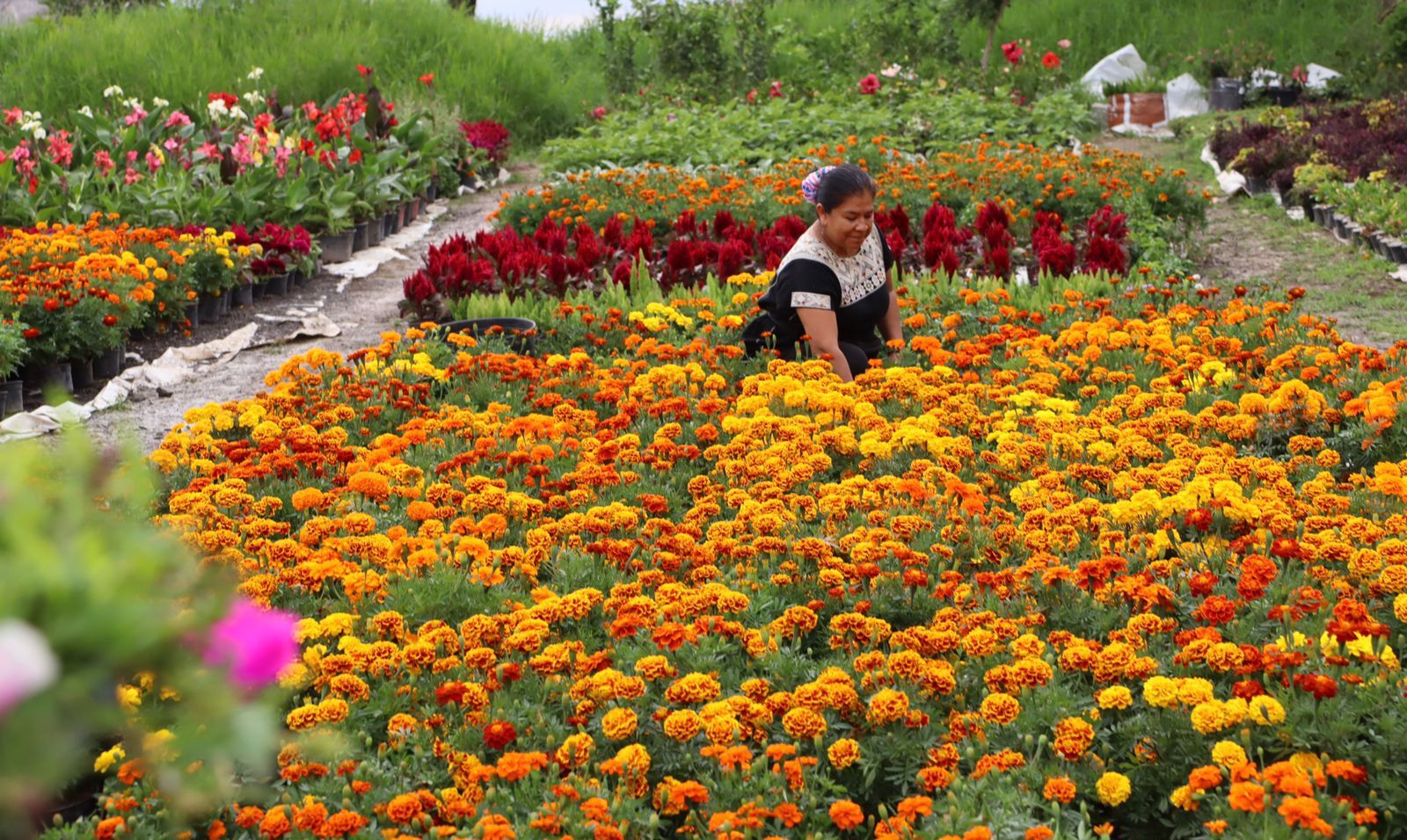 Un jardín con flores de colores

Descripción generada automáticamente