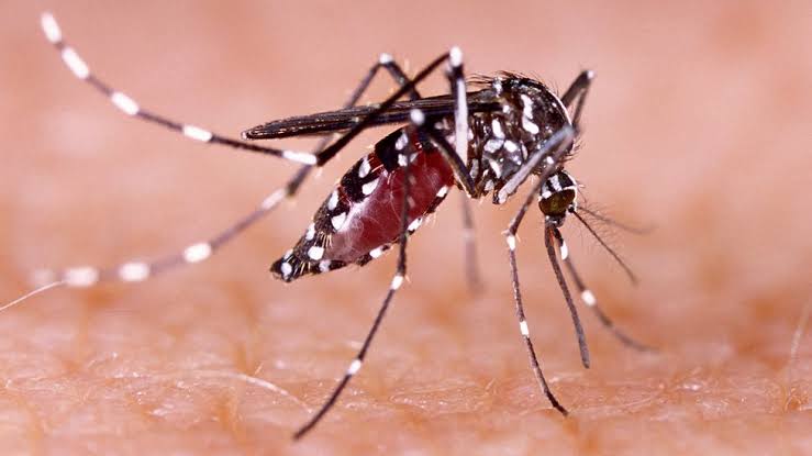 Ya son 27 defunciones por dengue en Morelos