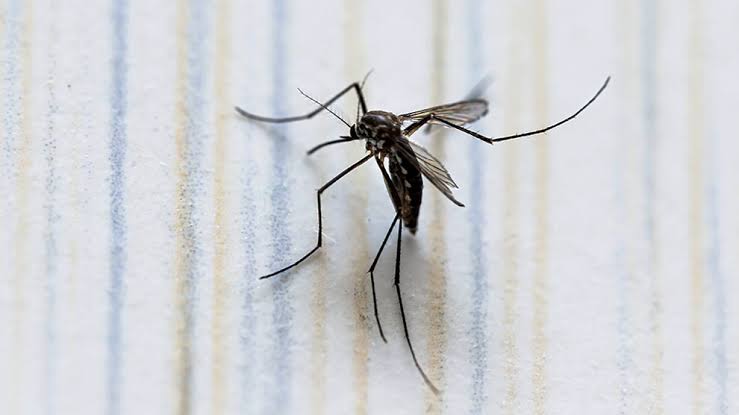 Morelos, segundo lugar en defunciones por dengue: Salud
