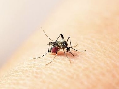 Se multiplican los casos de dengue en las primeras semanas del 2024