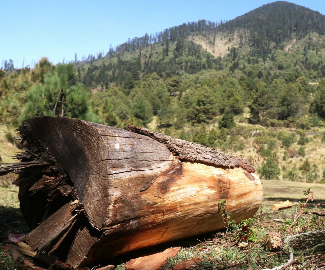 El Bosque de Agua pierde 300 árboles diarios