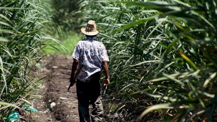 Extorsión, sequía y falta de apoyos ahorcan a campesinos de Morelos