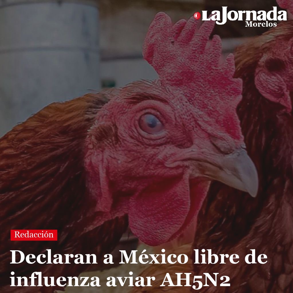 Declaran a México libre de influenza aviar AH5N2