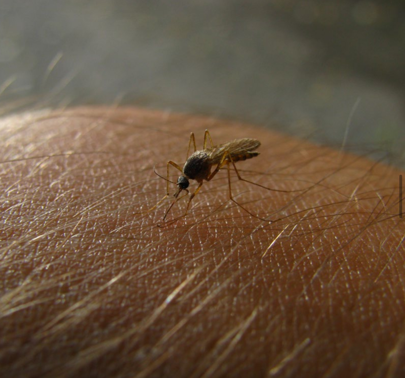 Dengue cobra cinco vidas en una semana en Morelos