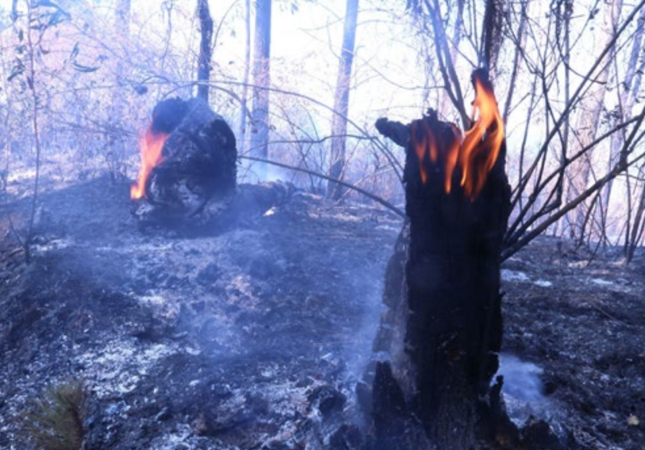 La mayoría de los incendios forestales son intencionales: Guerra Castillo
